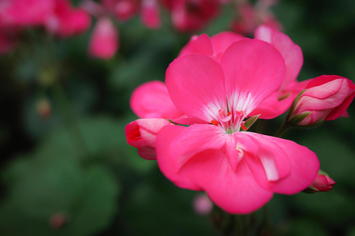 Blooming pink   flowers background. Bright  pink flowers as a floral background. photo