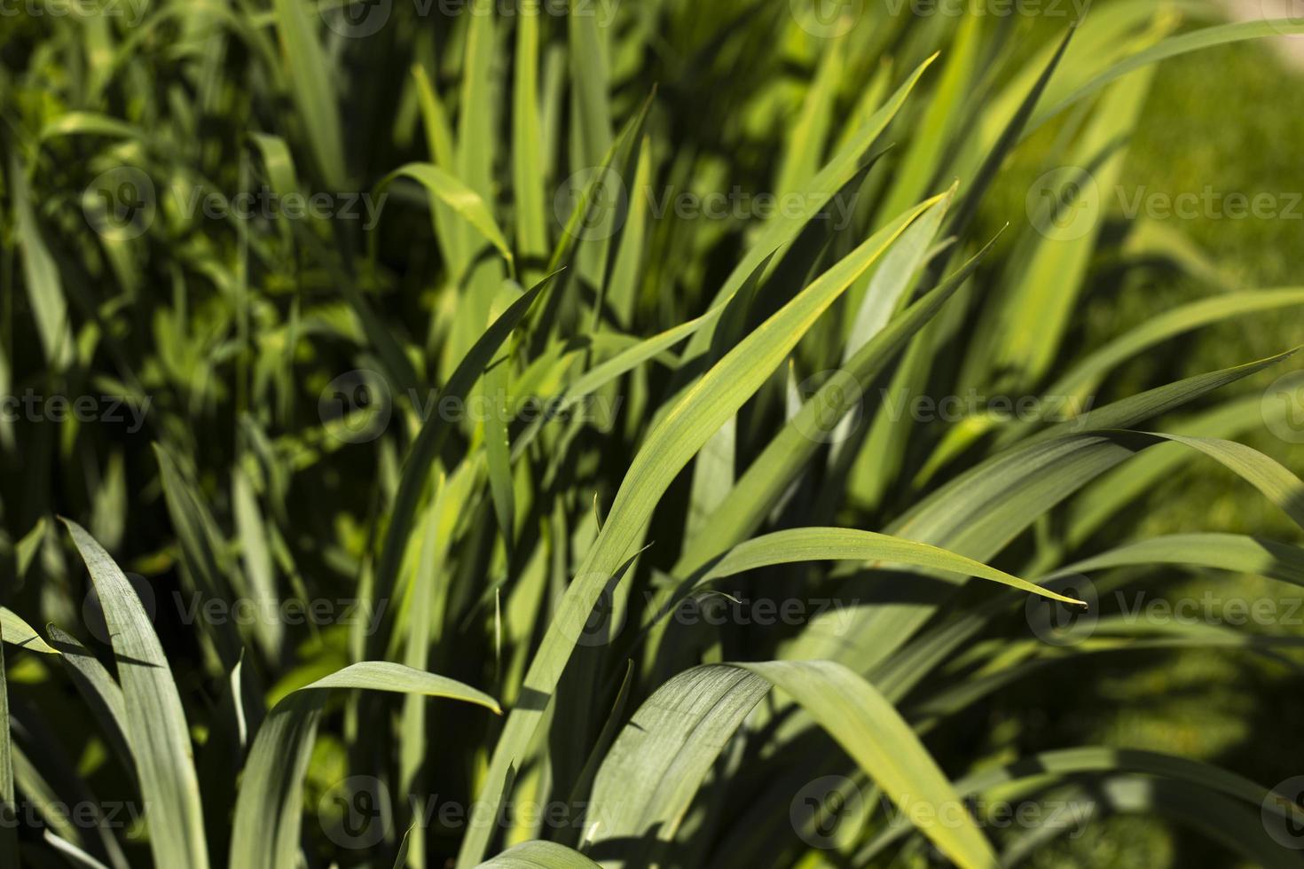 Green stems of plant. Garden plant without flowers. 13013898 Stock Photo at  Vecteezy