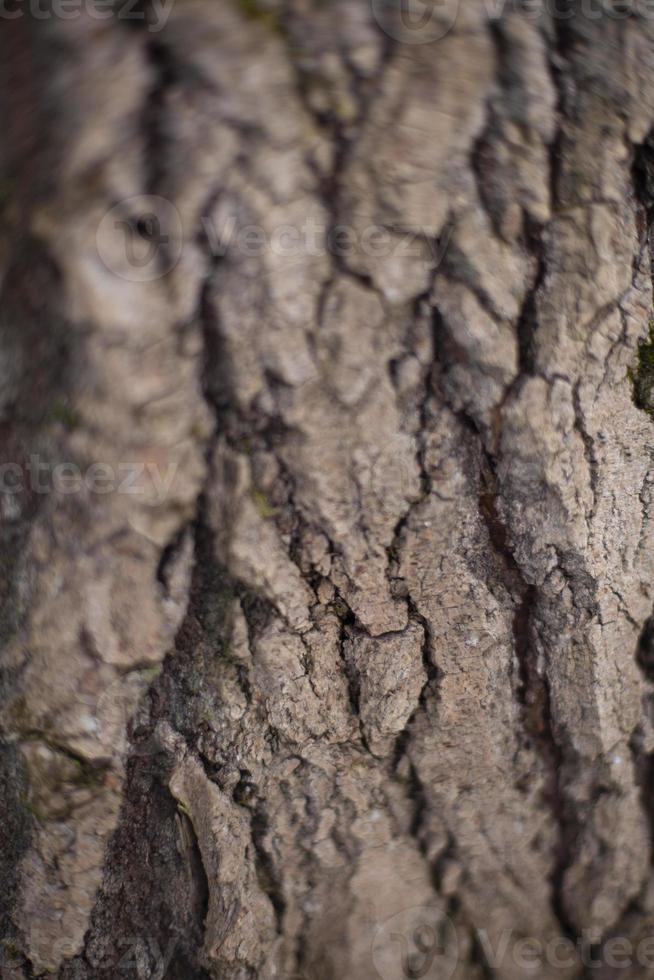 macro de corteza de árbol. tiro de madera en detalle. fondo natural. foto