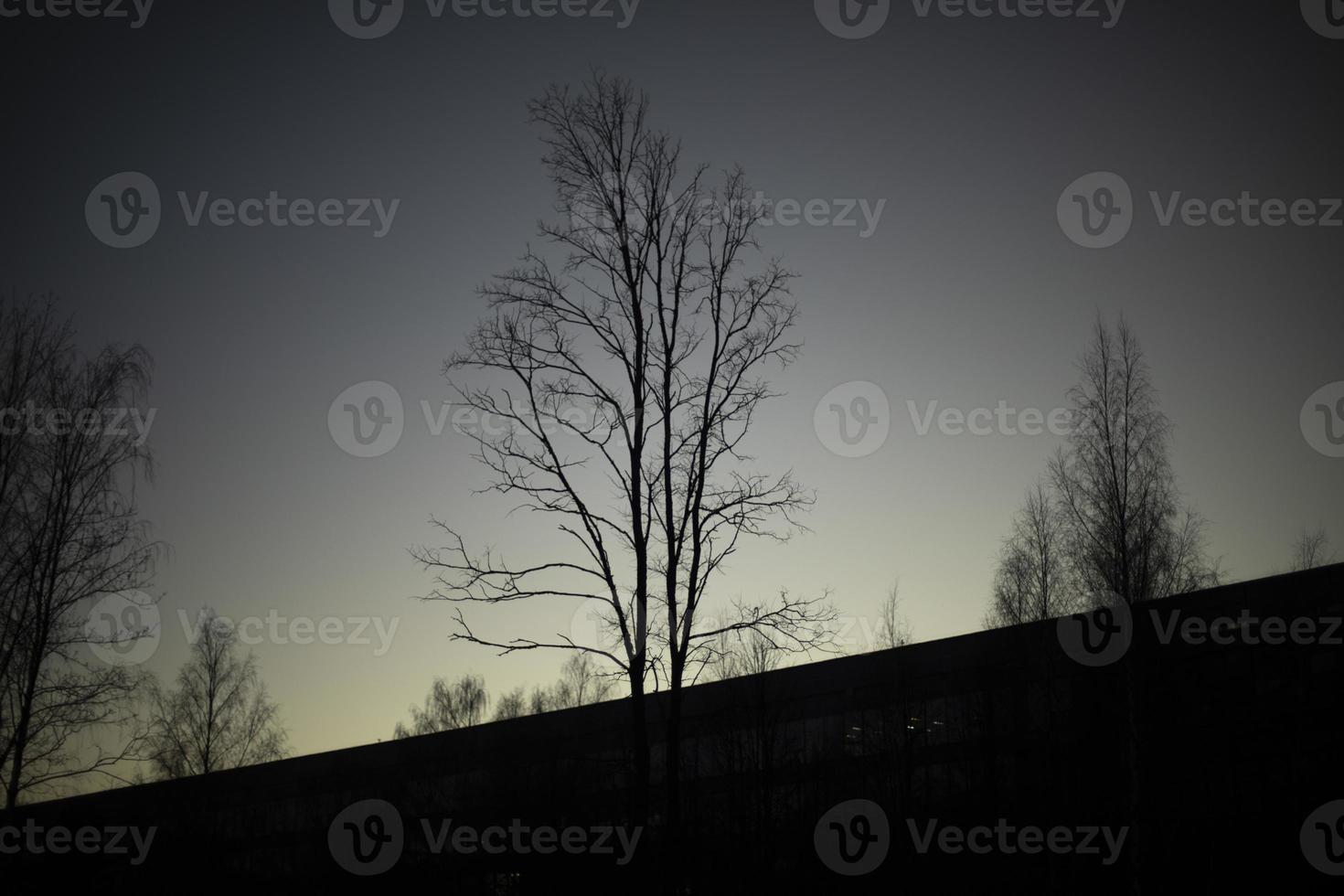Shadows of trees against sky. Silhouettes of trees. photo