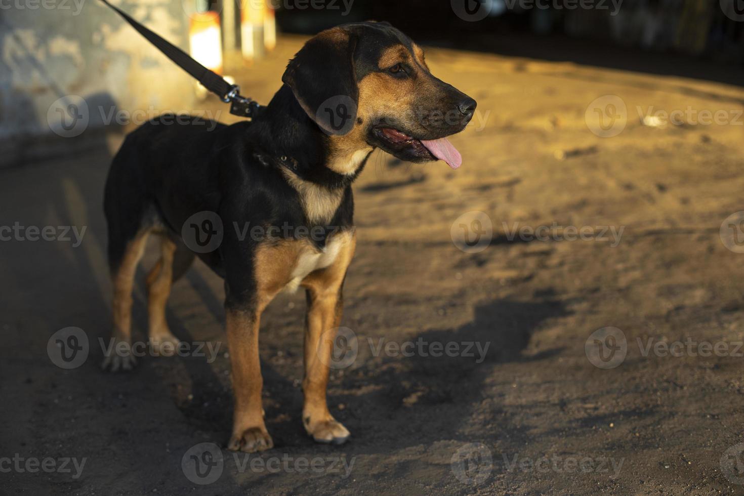 Dog on leash. Pet is tied. Animal is waiting for owner. photo