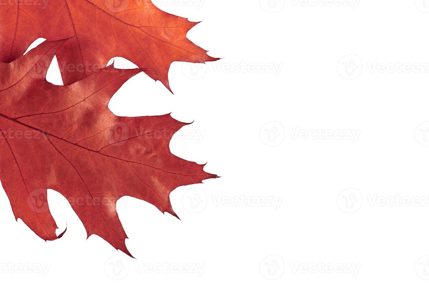 Red Quercus rubra oak leaves with copy space isolated on white background, Northern oak tree leaf photo
