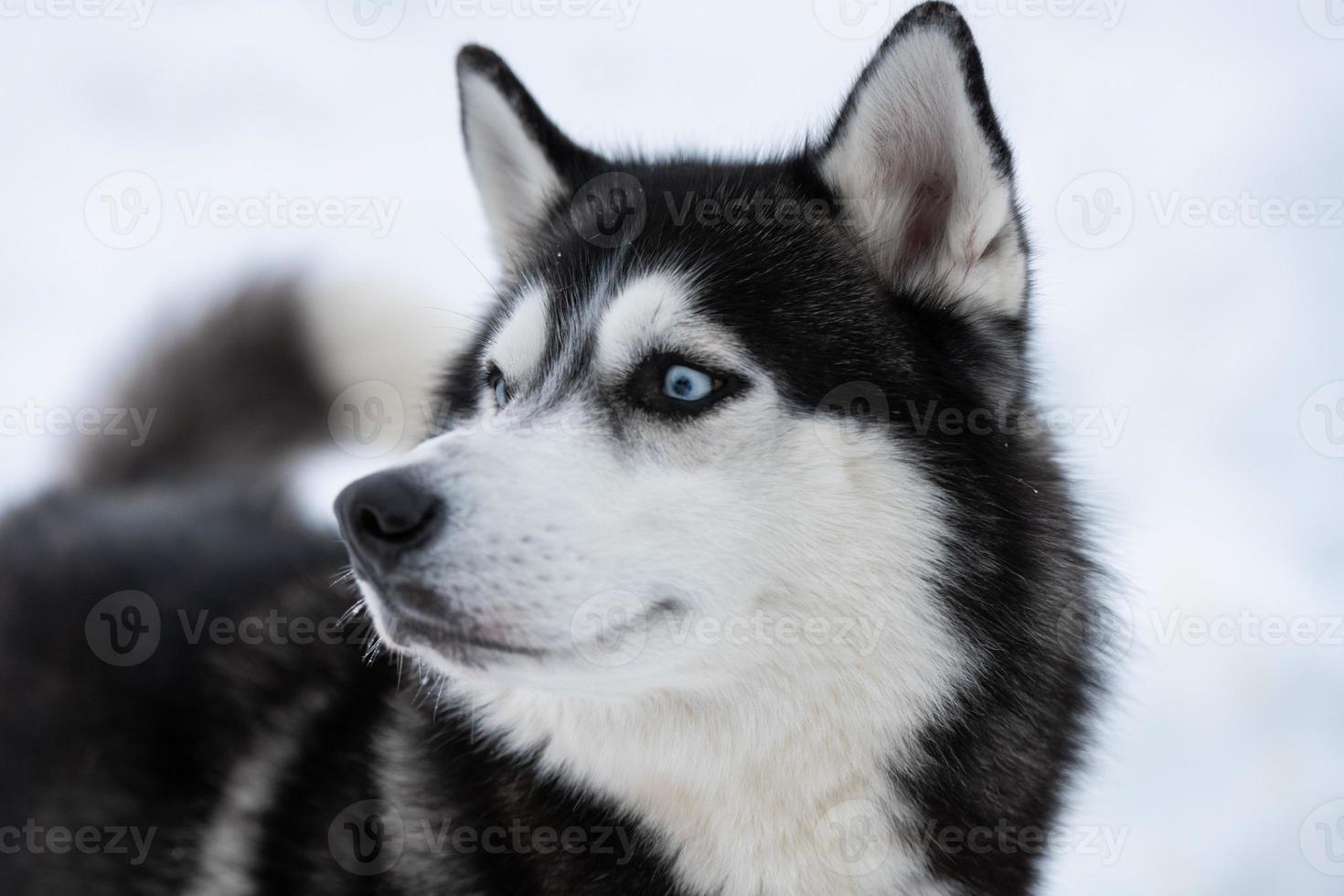 Husky dog portrait, winter snowy background. Funny pet on walking before sled dog training. photo