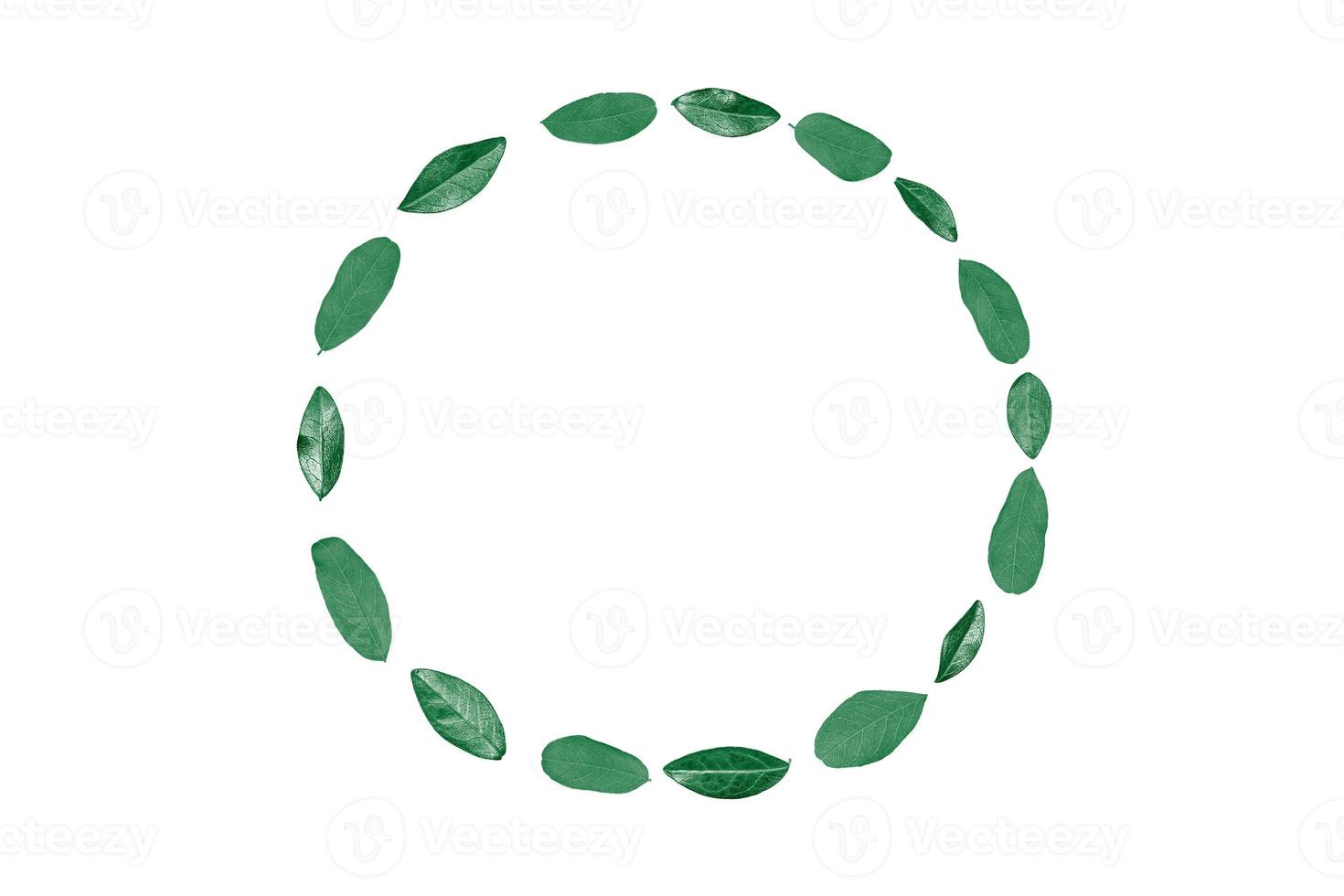 Mint green leaves as circle frame isolated on white background, empty copy space for design text photo