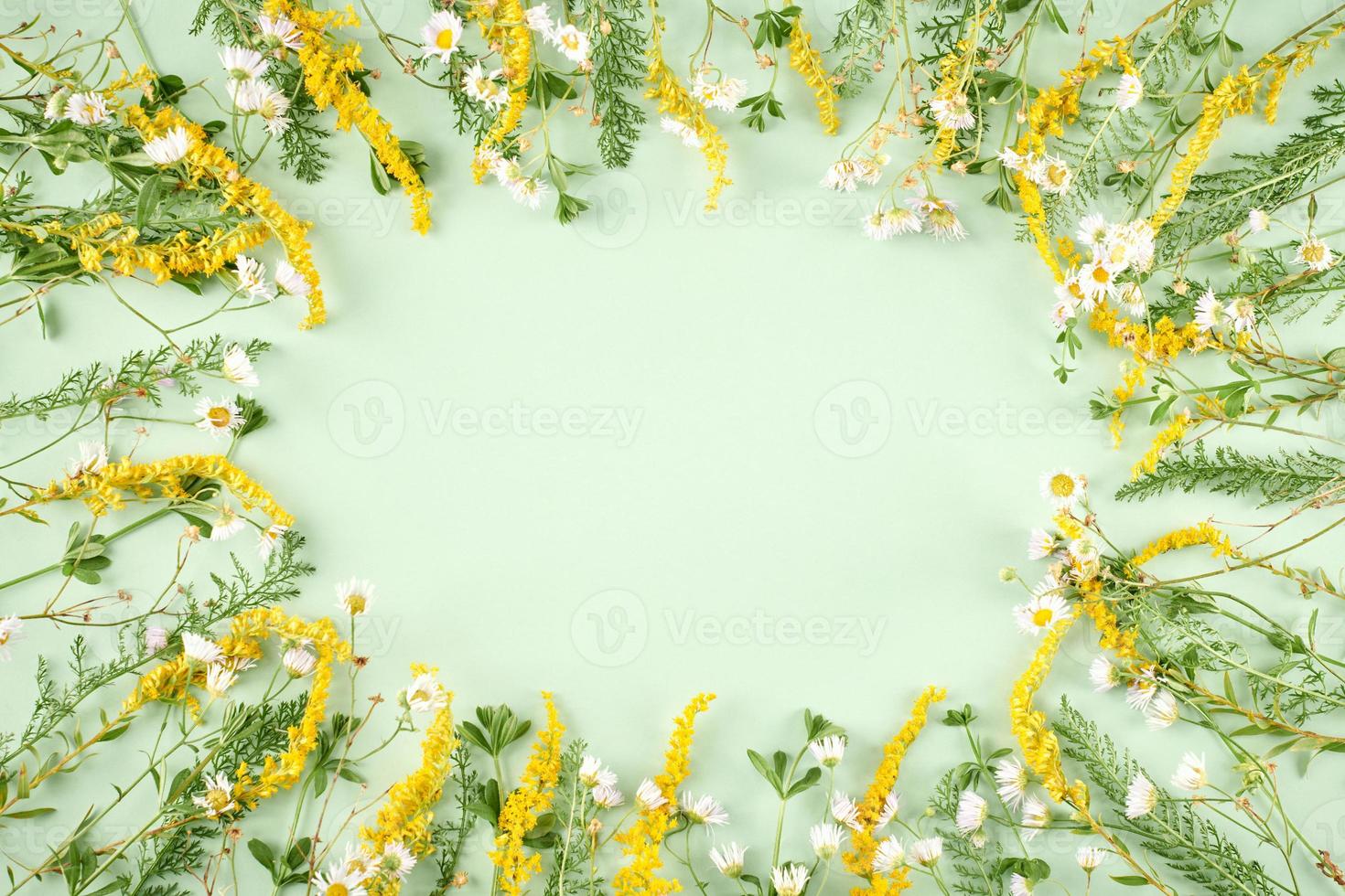 Green grass with little yellow and white flowers as oval frame on light green background photo