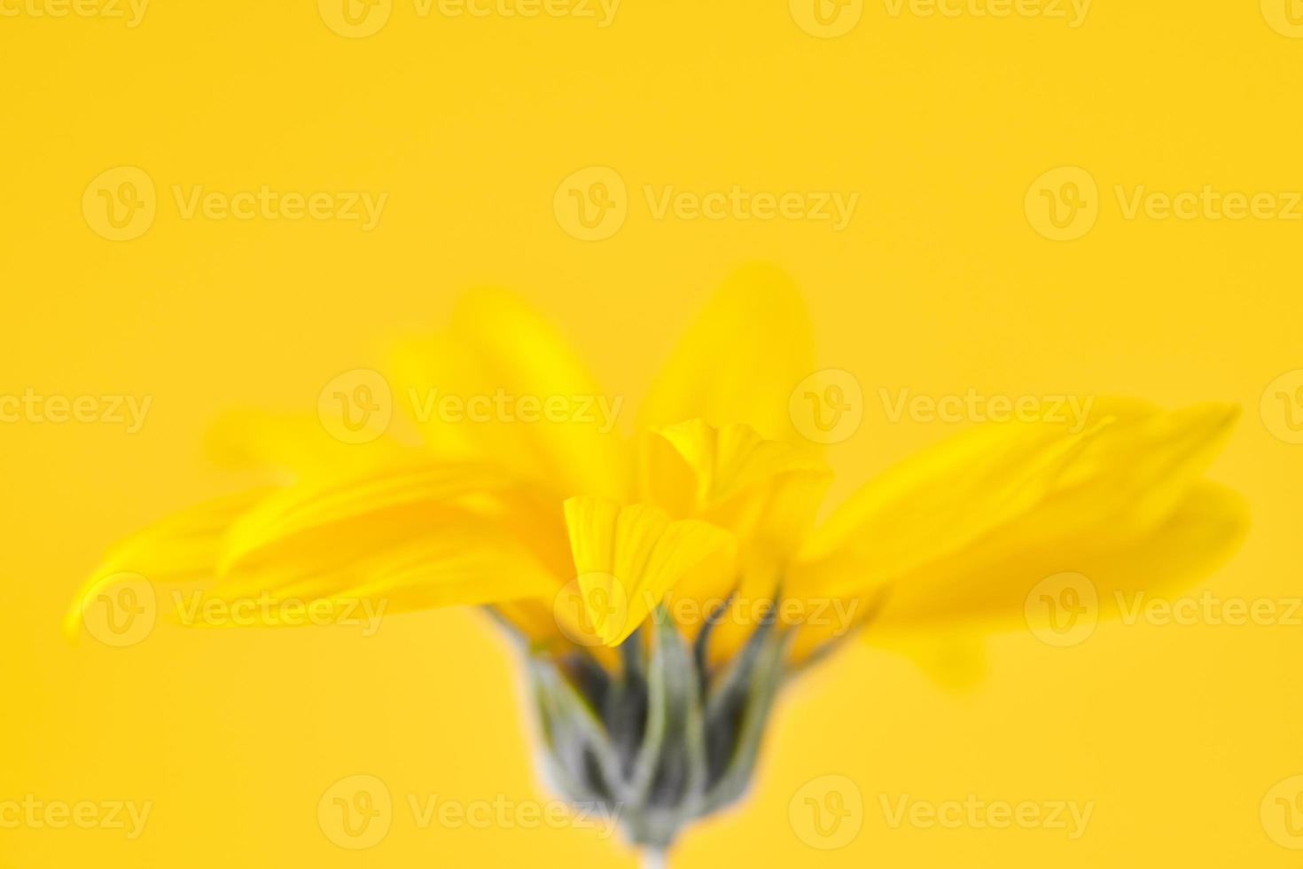 Yellow flower bud of topinambur on yellow background, top copy space, blurred yellow flower photo