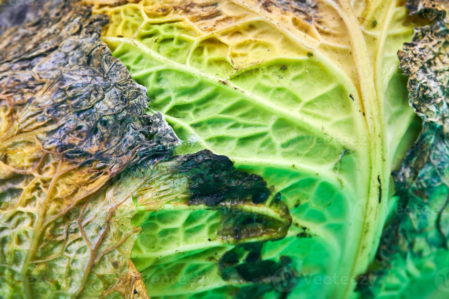 Rotten cabbage, macro, close up. photo