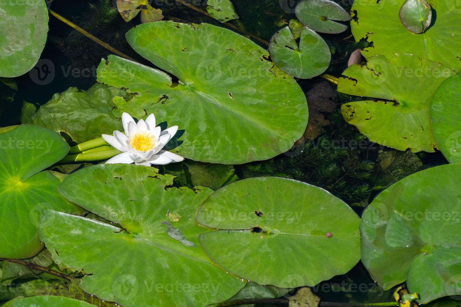 Water lily flower in river. National symbol of Bangladesh. Beautiful white lotus with yellow pollen. photo