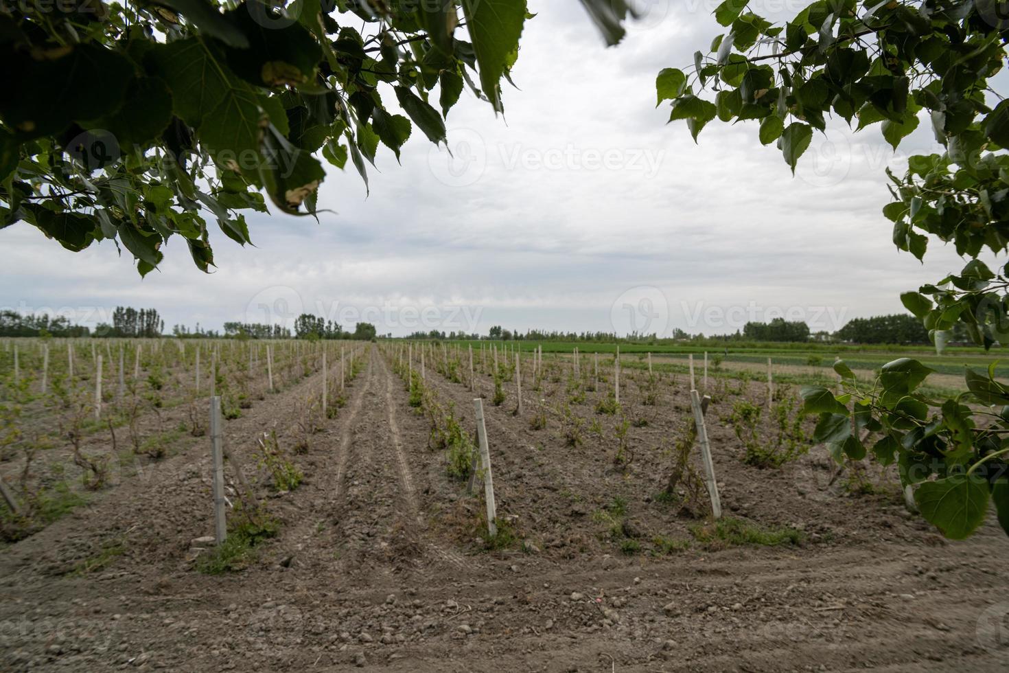 The view of vineyards in a rural area. Central Asia photo