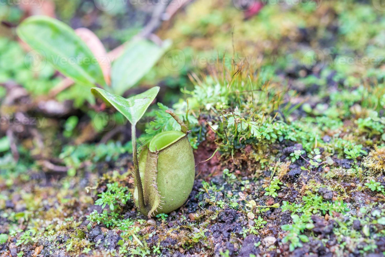 Carnivorous pitcher plants or monkey cups in the garden photo