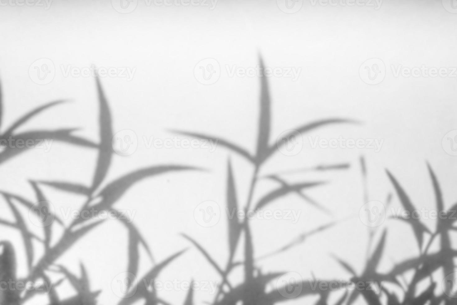 Abstract natural tree leaves shadow on white wall background photo