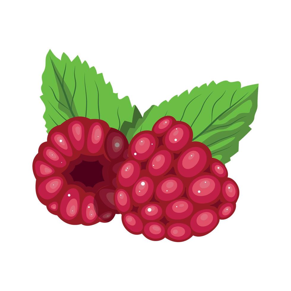 Vector illustrator of  Raspberry