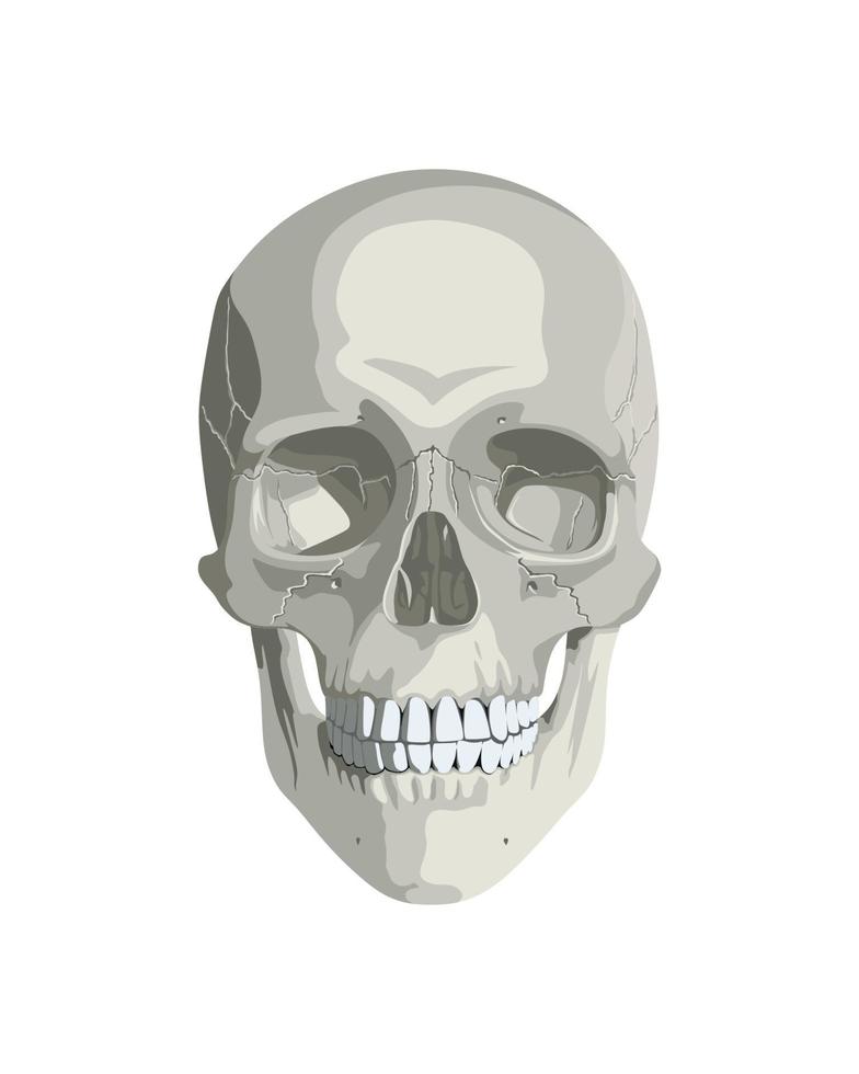 Skull in Different Projections vector