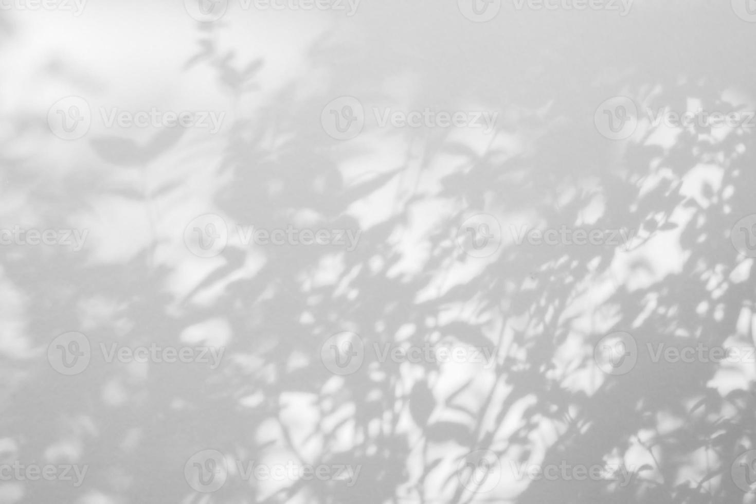 Abstract natural tree leaves shadow on white wall background photo