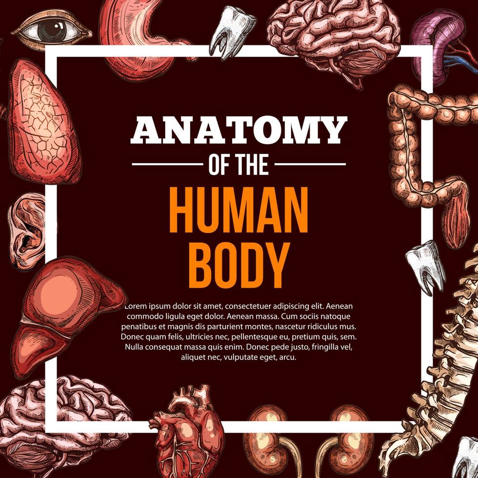 cartel de anatomía de boceto de vector de órganos humanos