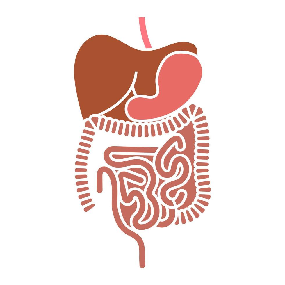 Human digestive system organs flat vector color icon for apps and websites