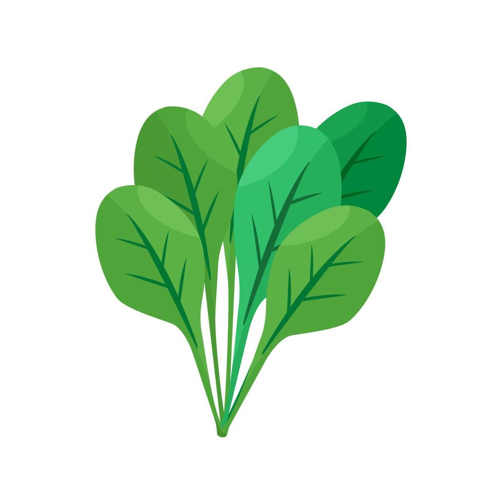 Spinach vegetable,spinach icon in flat style vector
