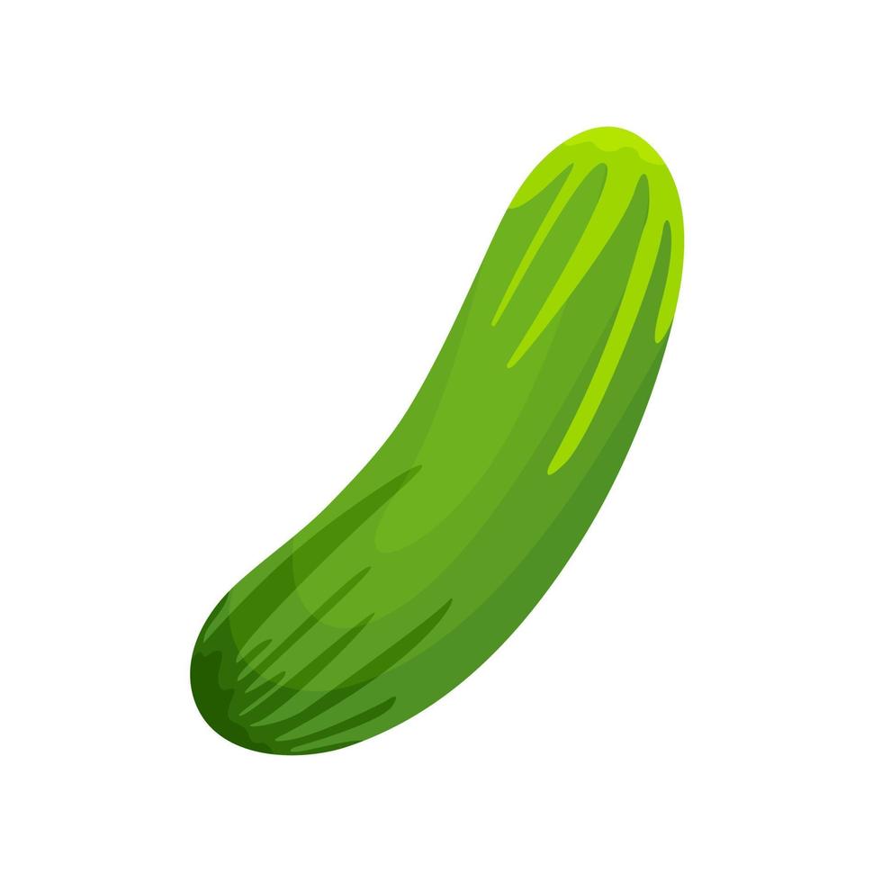 Realistic Cucumber isolated on white background vector