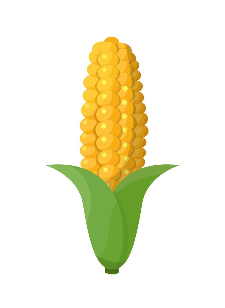 mazorcas de maíz sobre fondo blanco vector