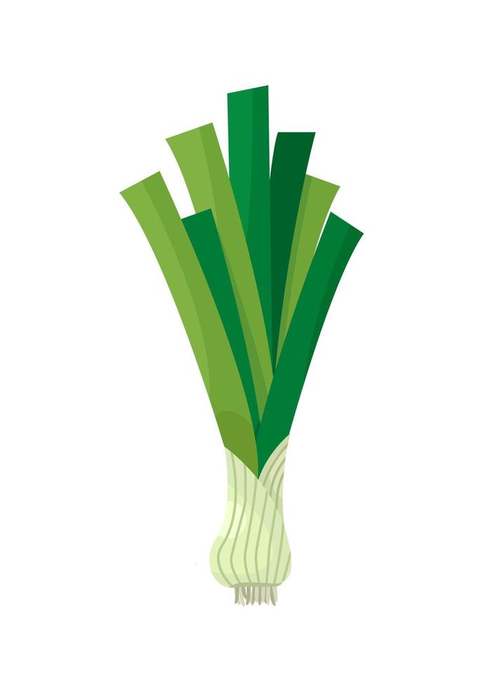 Nature organic vegetable Scallion green onion vector