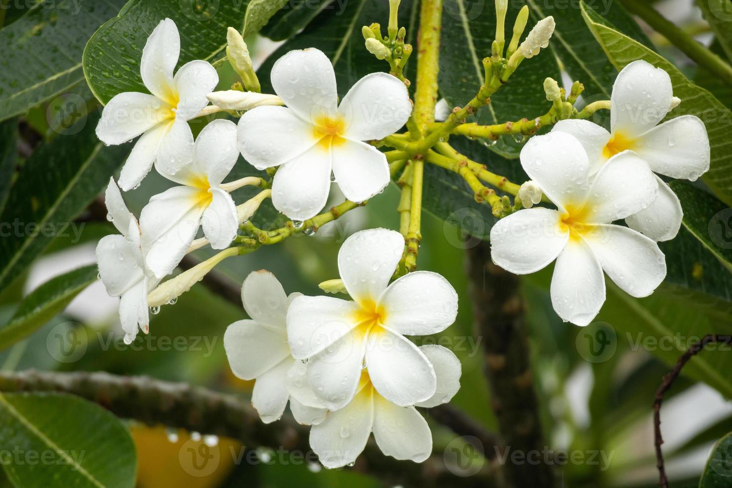 White Frangipani flower Plumeria alba with green leaves photo