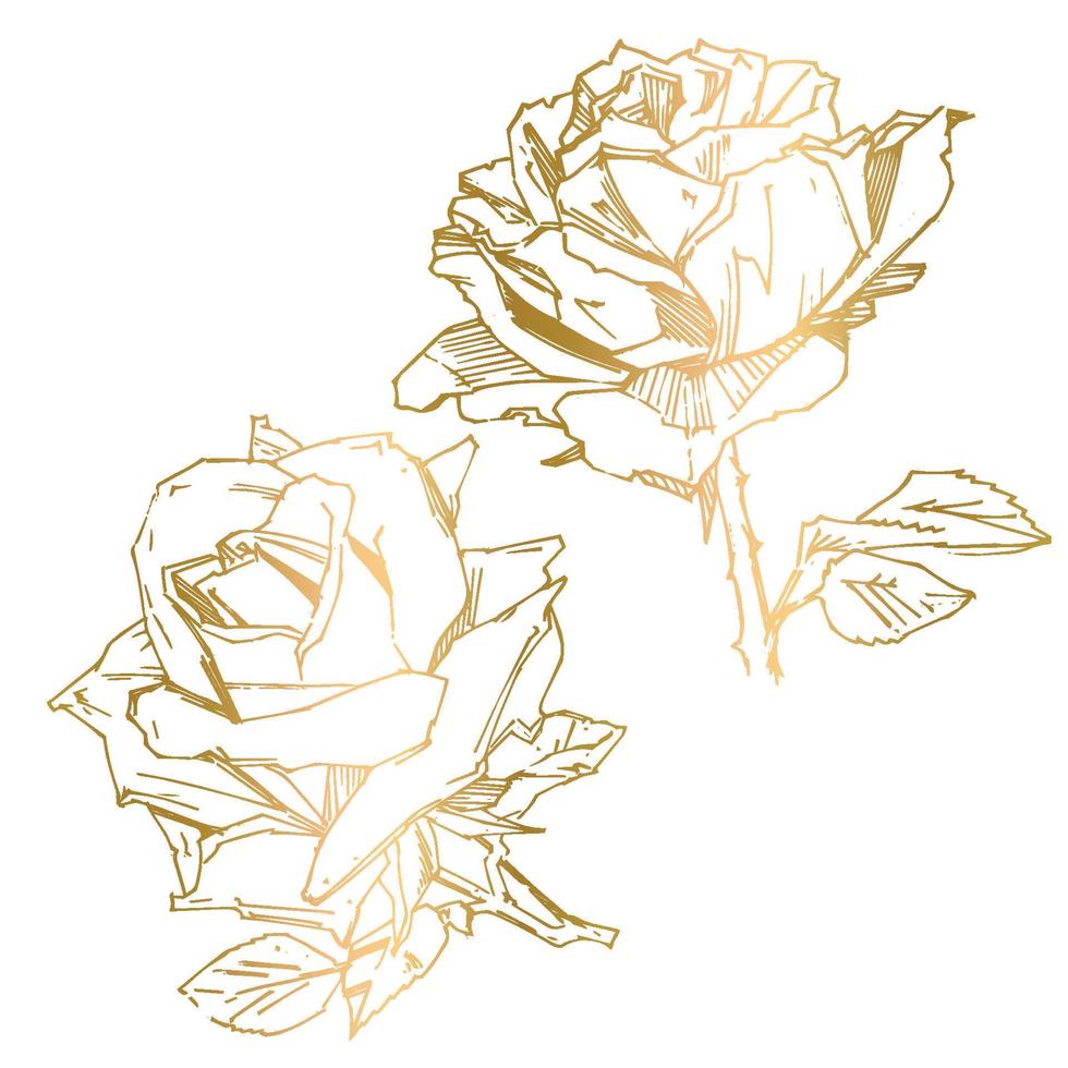 rosa dibujada a mano. ilustración vectorial rosa estilo tatuaje vintage. boceto de motivos florales para el diseño. ilustración de tinta aislada. vector