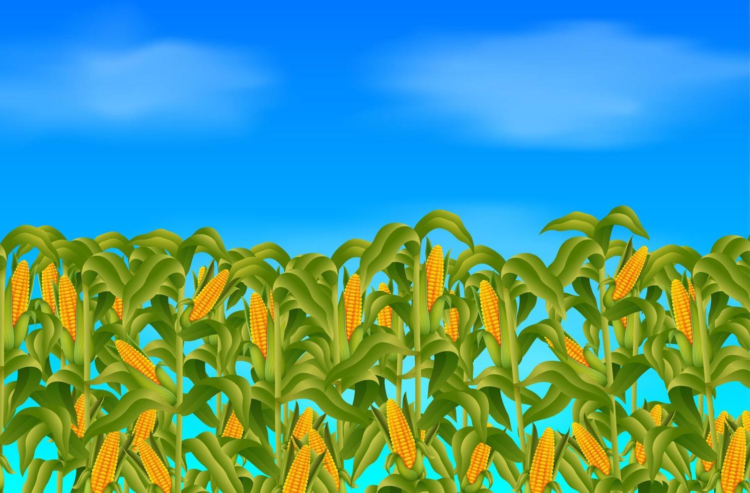 Green corn field growing up on blue sky vector
