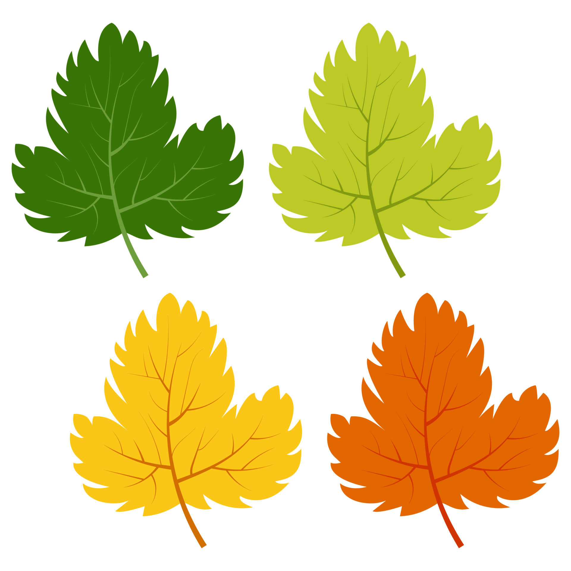 Set of green, yellow and red leaves isolated on white background