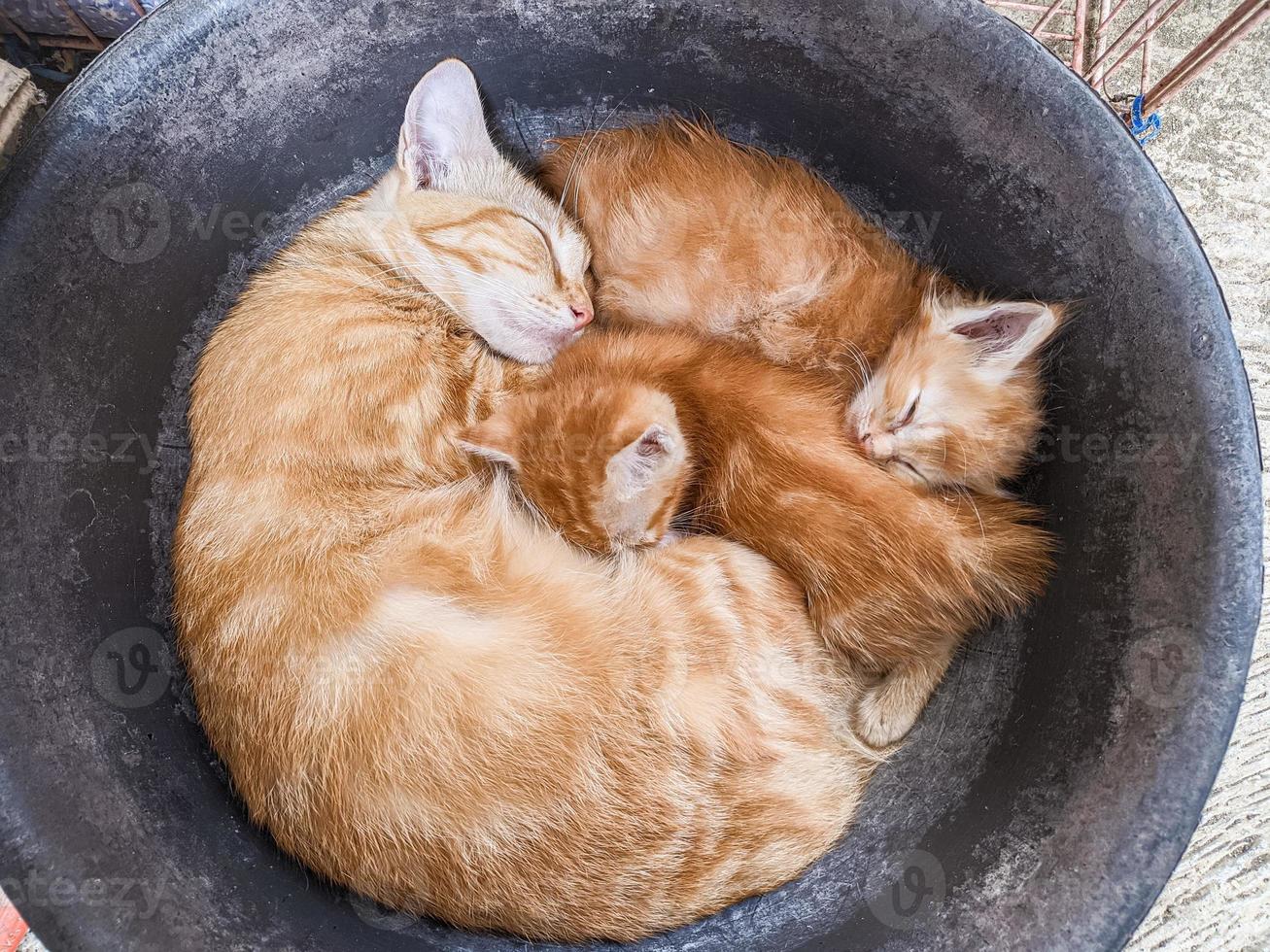 the cats fall asleep between the mother and her two children photo