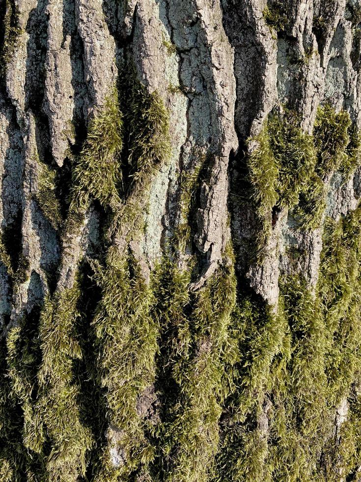 corteza de árbol y musgo que crece en el árbol. antecedentes foto