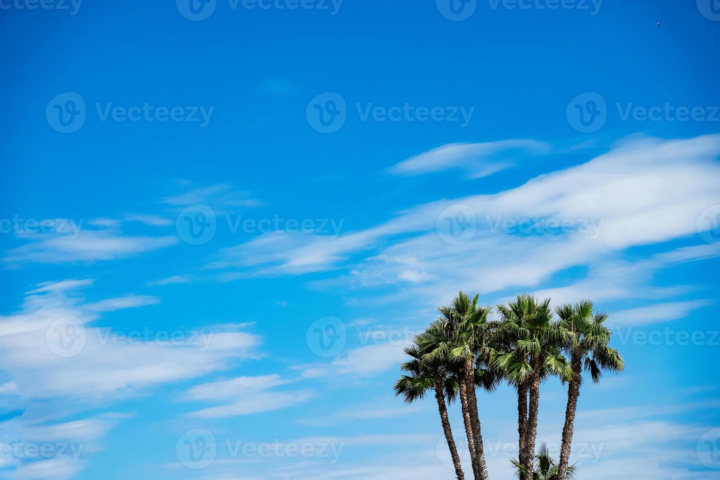 Palm trees against blue sky photo