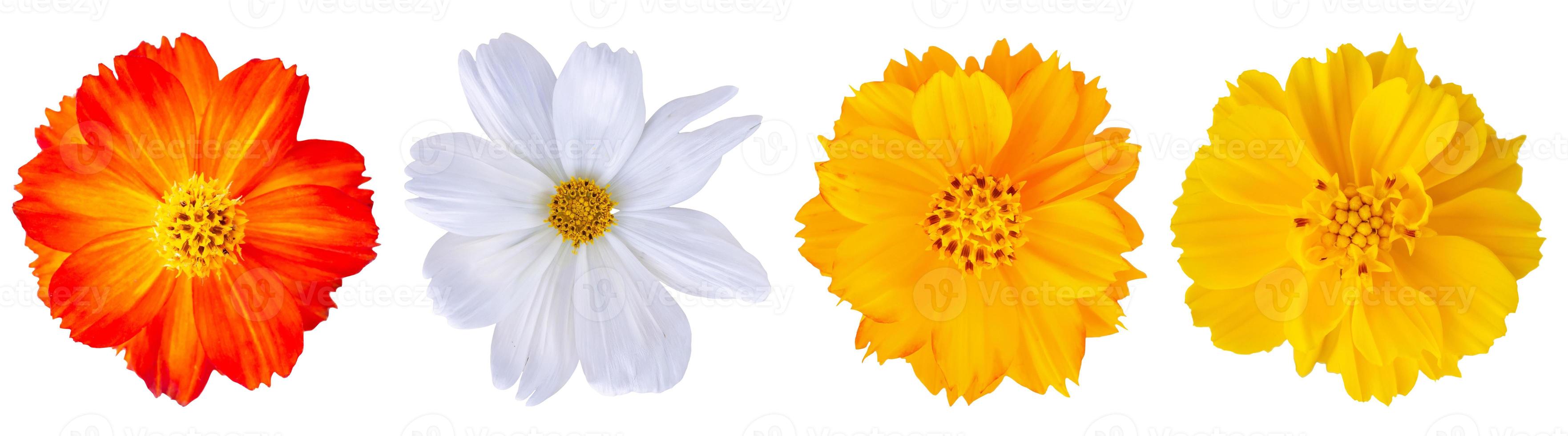 cosmos flower set isolated on white background photo