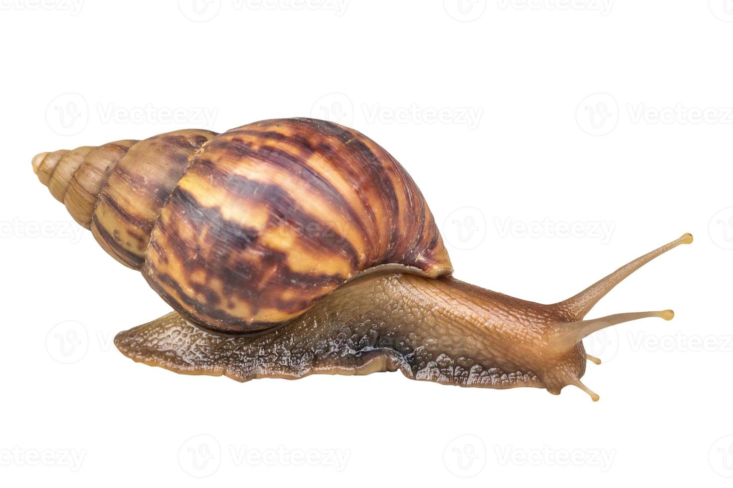 big helix snail isolated on white background photo
