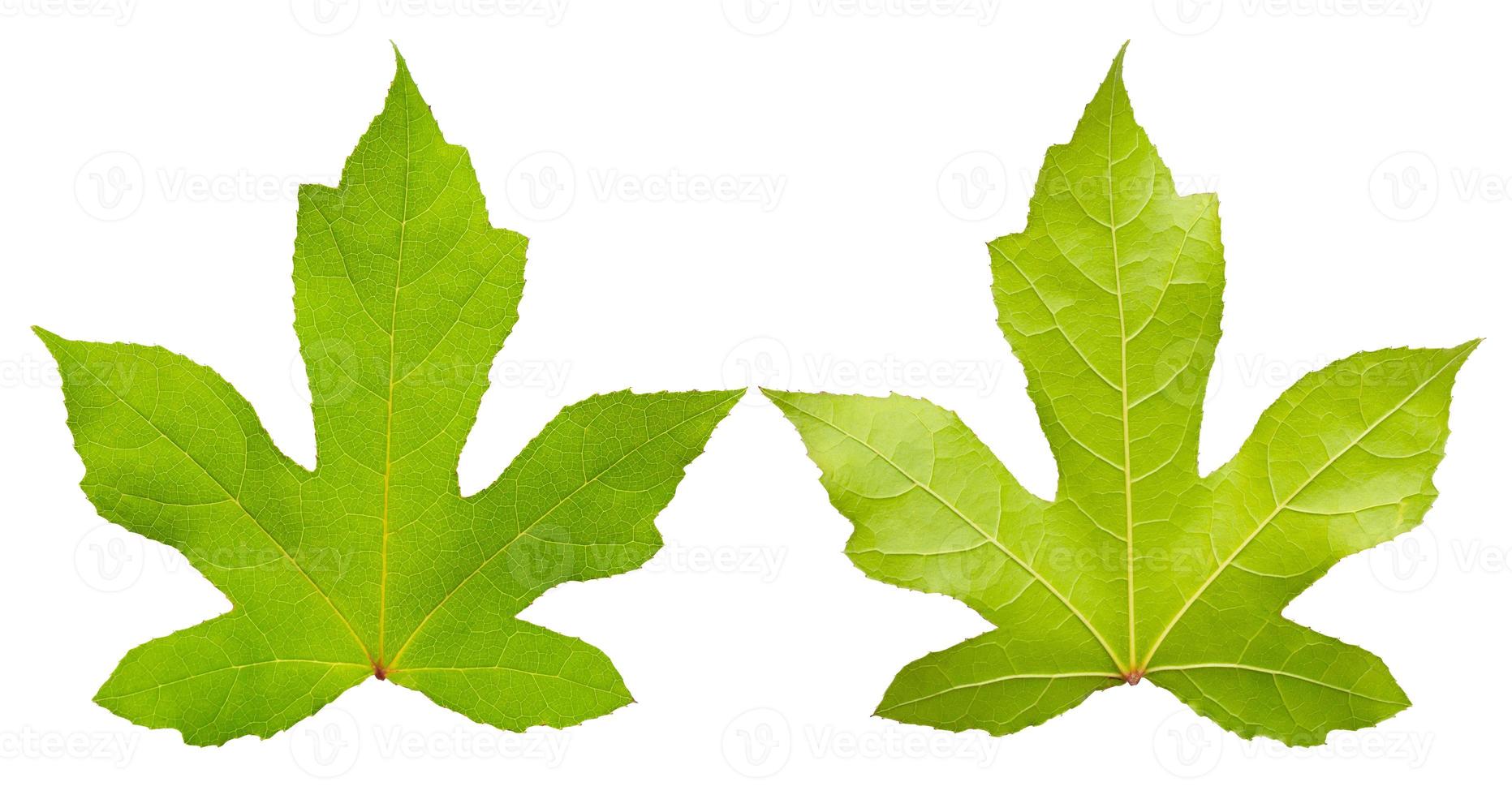 Green maple leaf isolated on white background photo