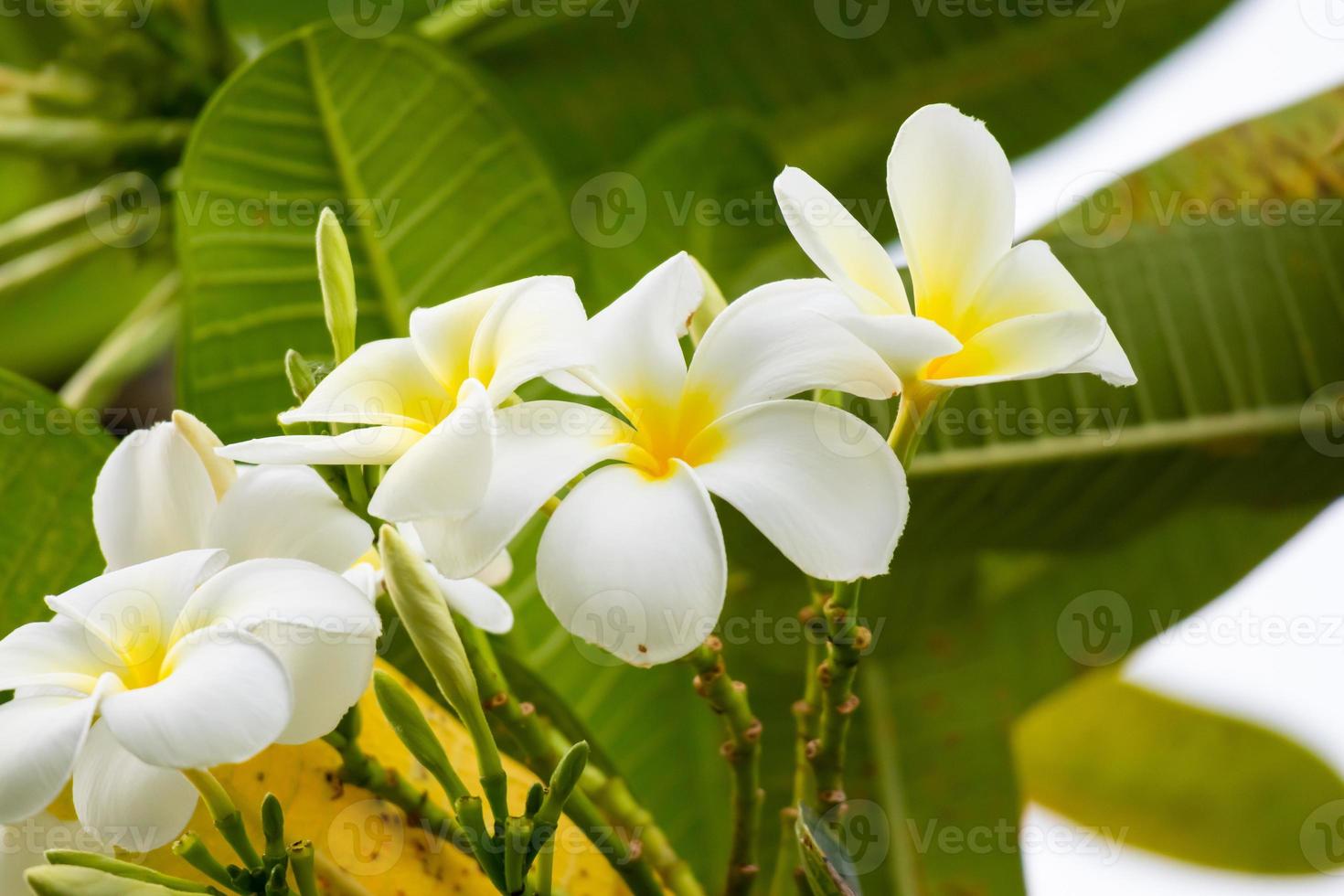 White Frangipani flower Plumeria alba with green leaves photo