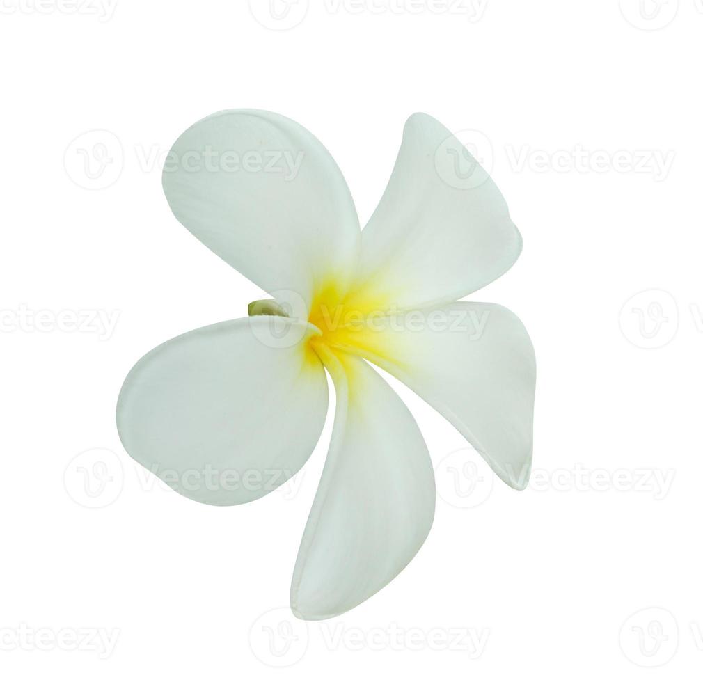White frangipani flower isolated on white background photo