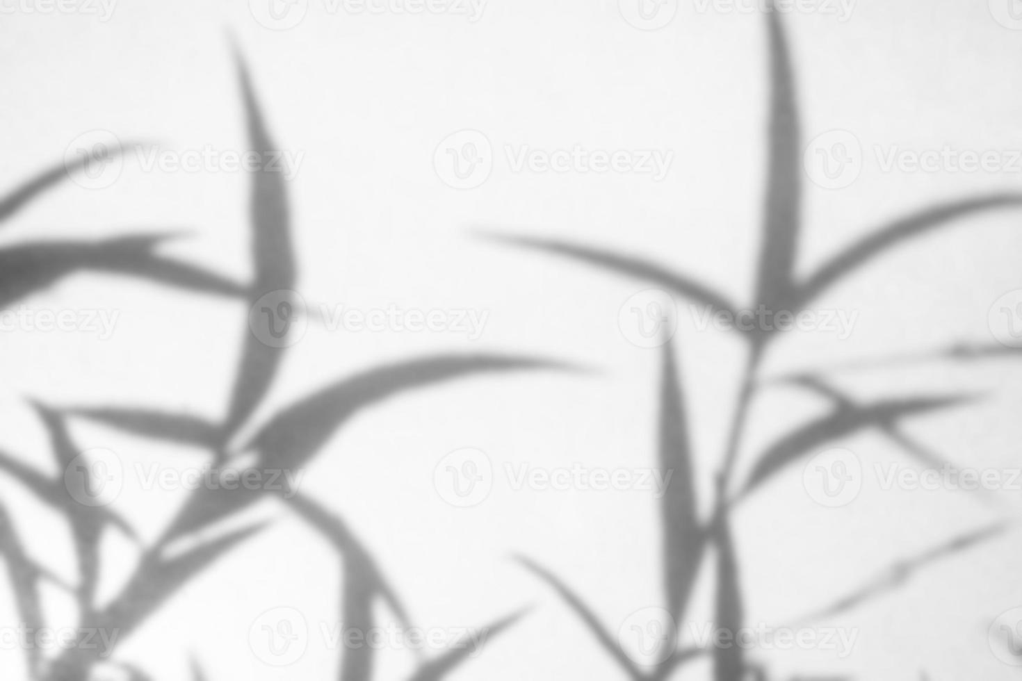 Abstract natural tree leaves shadow on white wall background photo