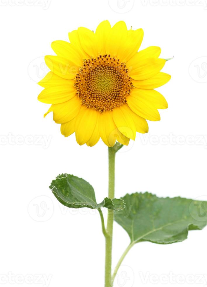 sunflower isolated on white background photo