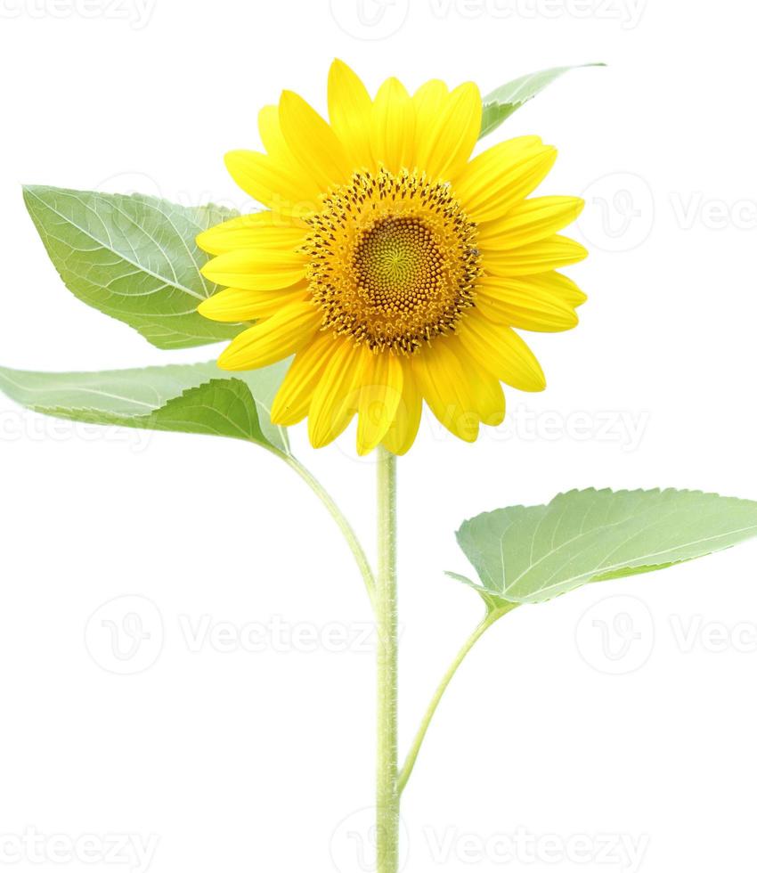 sunflower isolated on white background photo