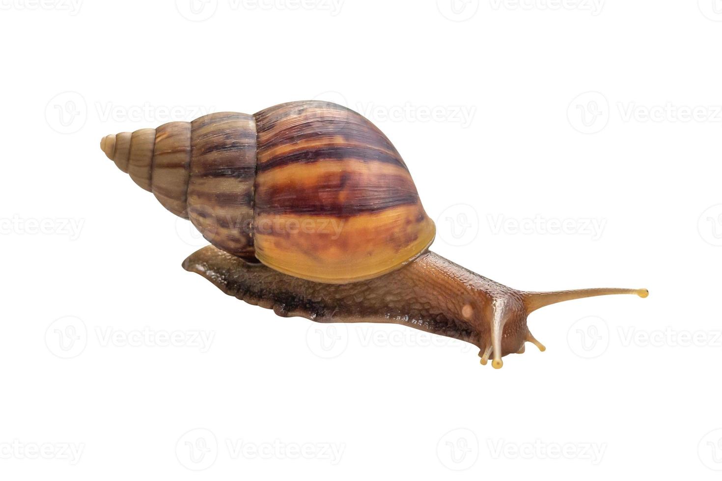 big helix snail isolated on white background photo