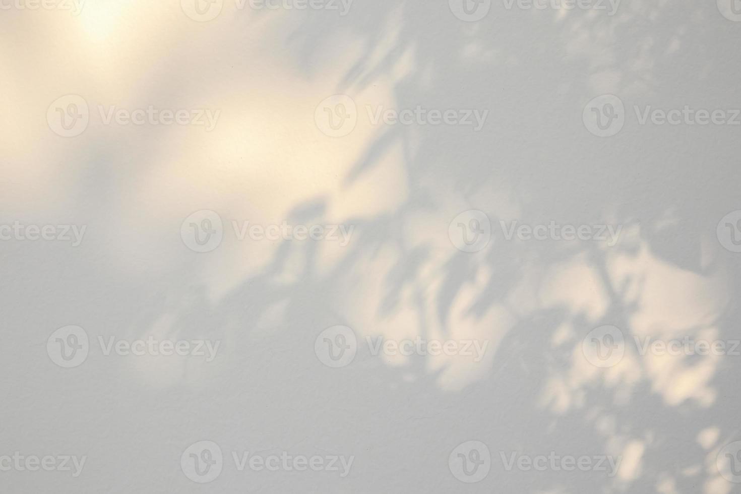 Abstract natural tree leaves shadow on white wall background photo