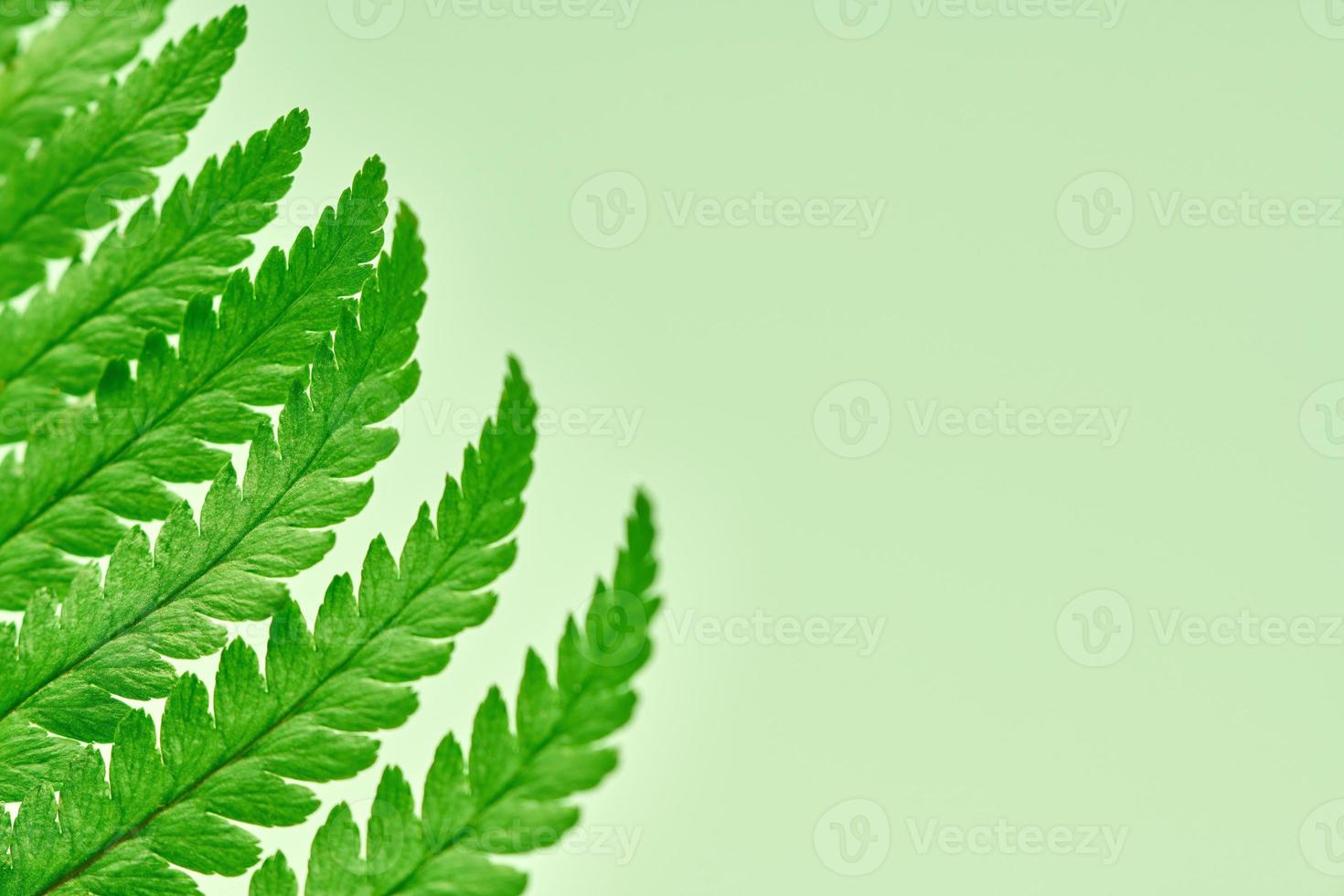 Green fern leaves on green background with right copy space, Polypodiopsida tropical plant photo