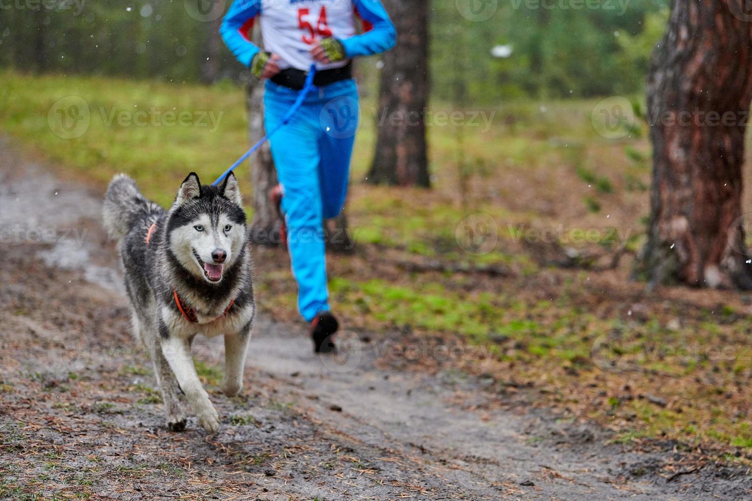 canicross carrera de mushing de perros foto