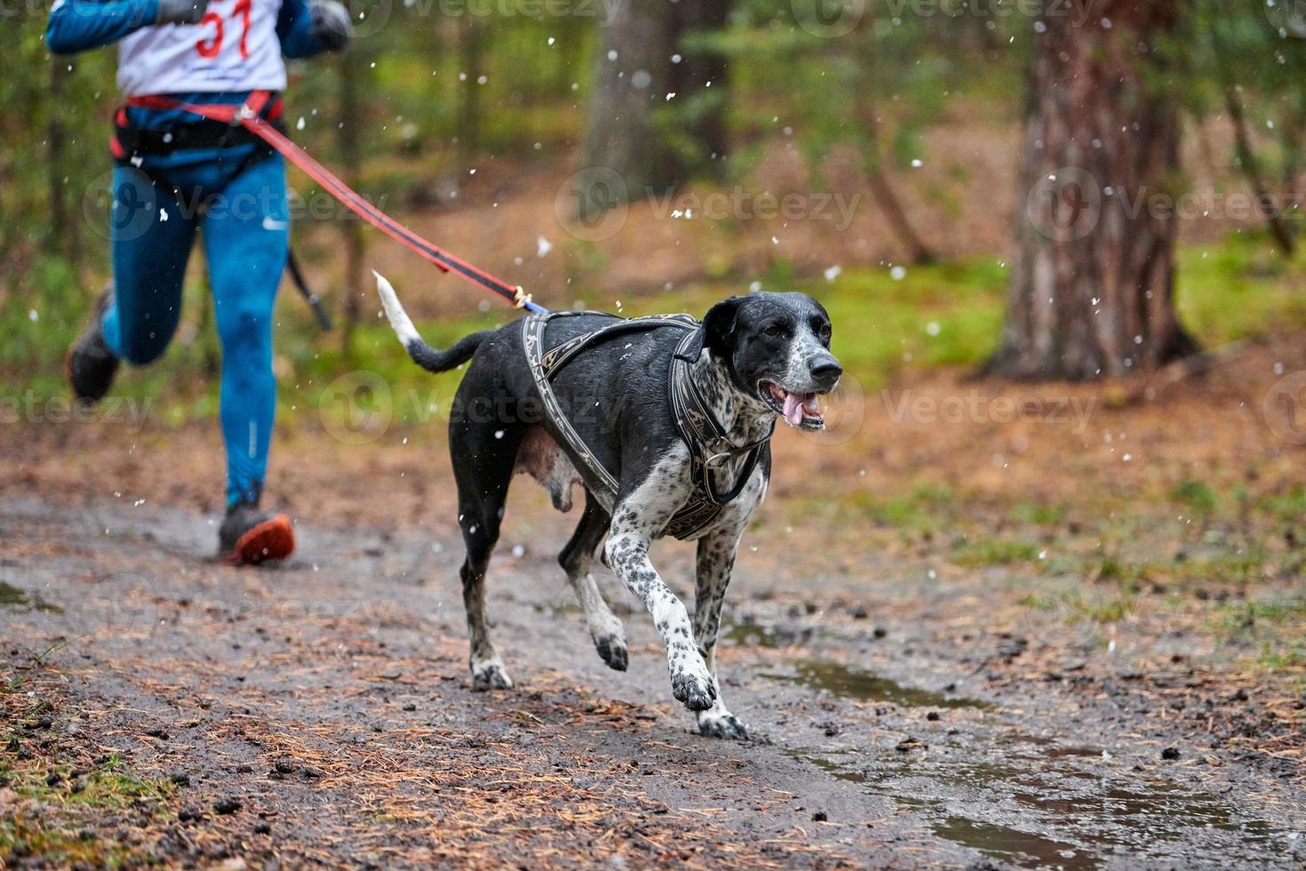 Canicross dog mushing race photo