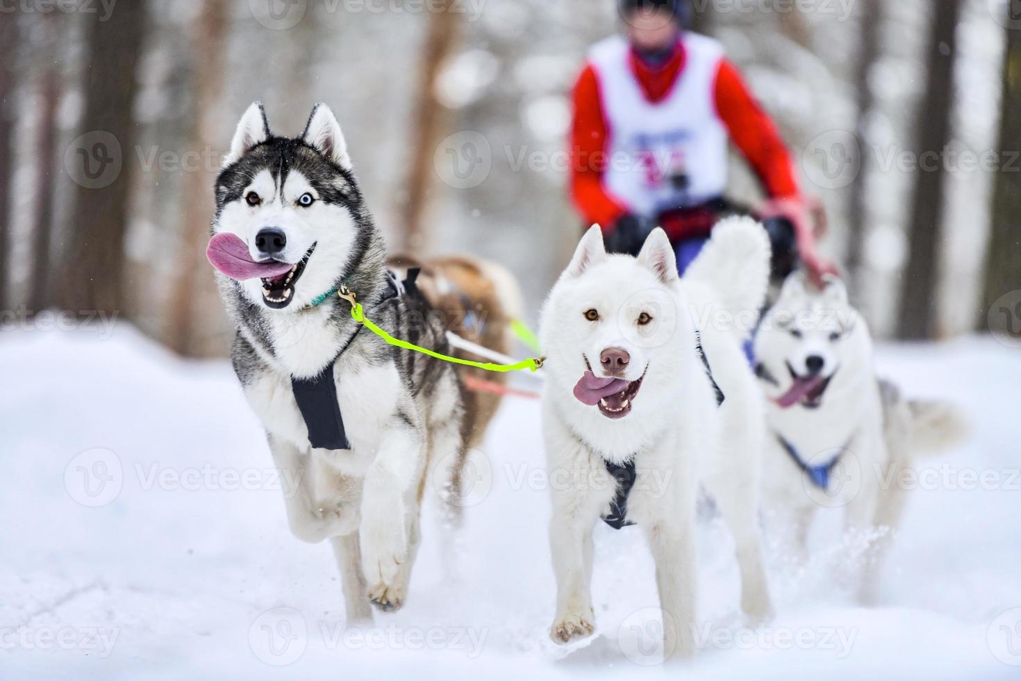 Siberian husky sled dog racing photo