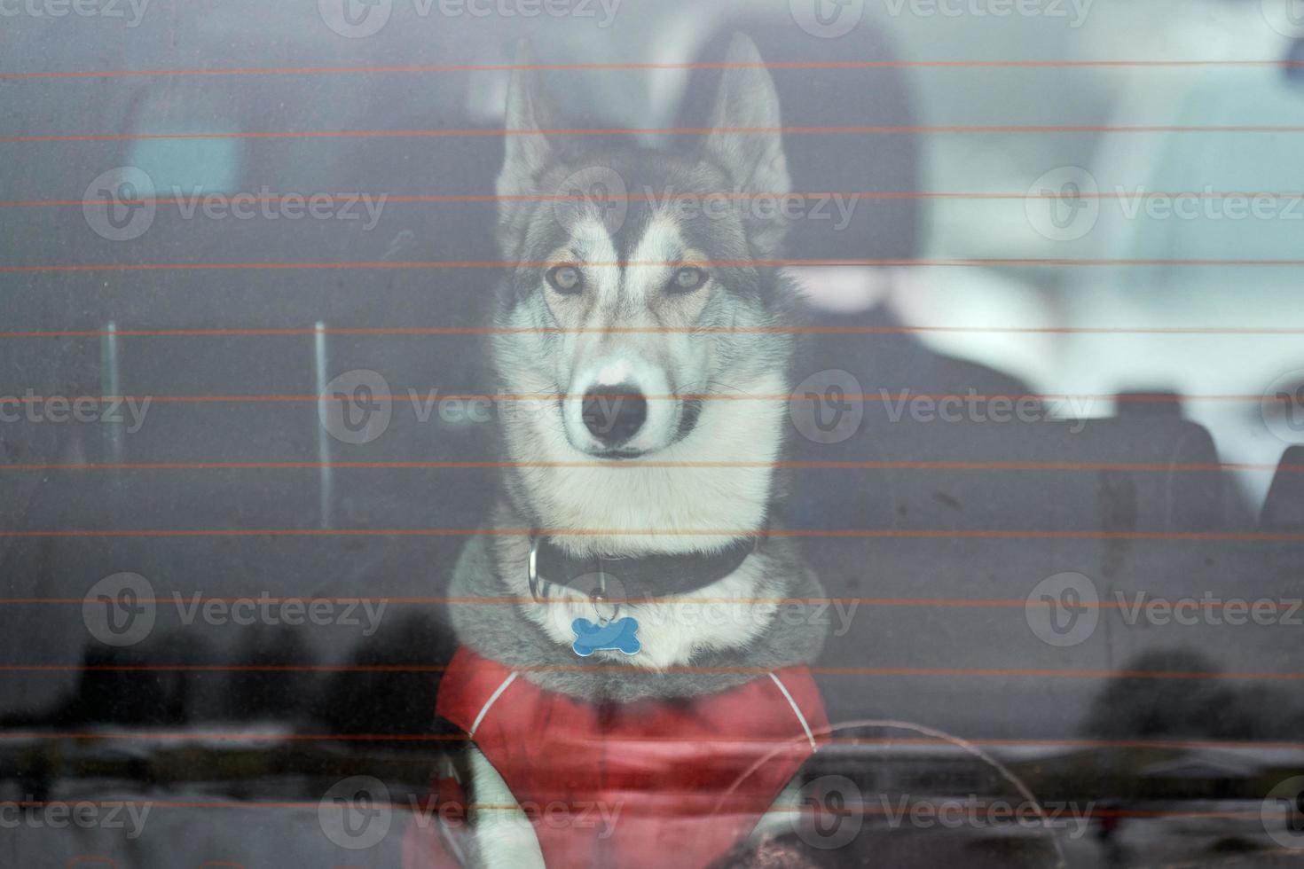 Husky sled dog in car, travel pet photo