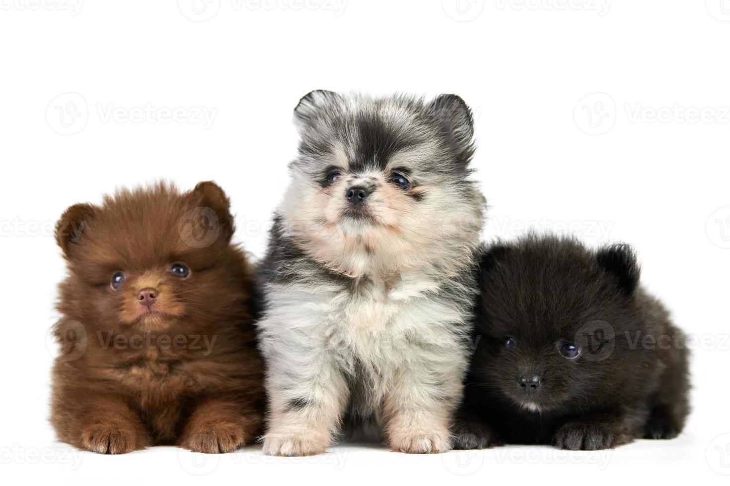 tres cachorros pomeranian spitz aislados foto