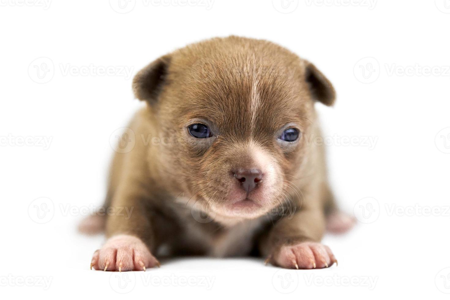 Chihuahua puppy on white isolated background photo