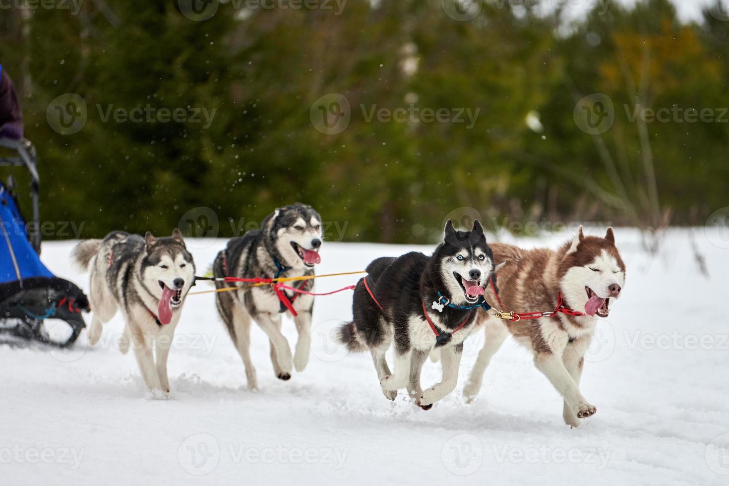 Running Husky dog on sled dog racing photo