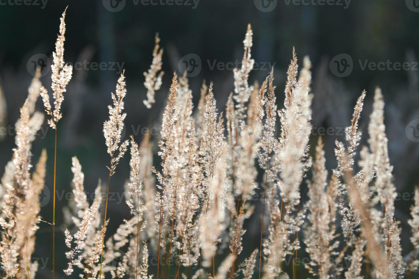 calamagrostis epigejos pasto arbustivo foto